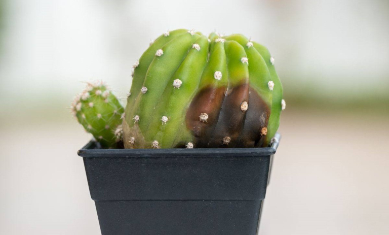 بیماری‌های رایج کاکتوس و راه‌های درمان ساده آن‌ها