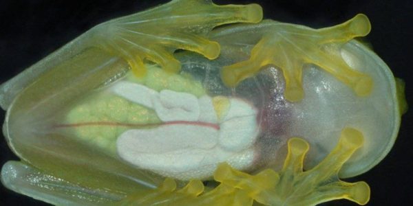 هفت قورباغه عجیب که جهان را شگفت‌زده کرده‌اند!