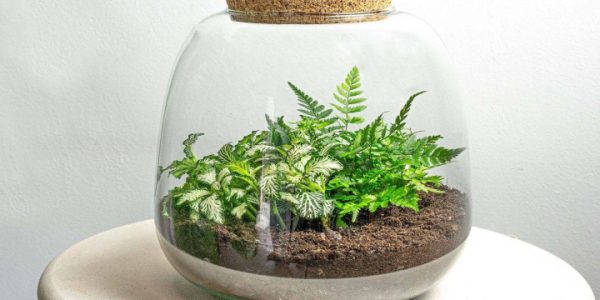 گیاهان مناسب برای تراریوم؛ سبزهای کوچک و مقاوم برای فضای خانه