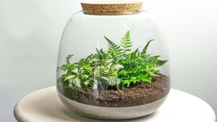 گیاهان مناسب برای تراریوم؛ سبزهای کوچک و مقاوم برای فضای خانه