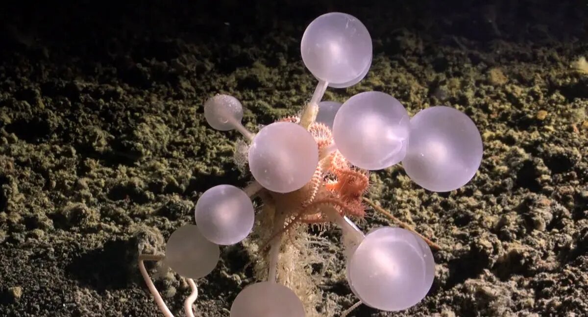 کشف جانوران حیرت‌انگیز در اعماق آب‌های نزدیک به قطب جنوب