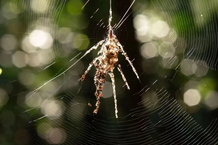 تارهایی که دروغ می‌گویند؛ عنکبوت واقعی کدام است؟