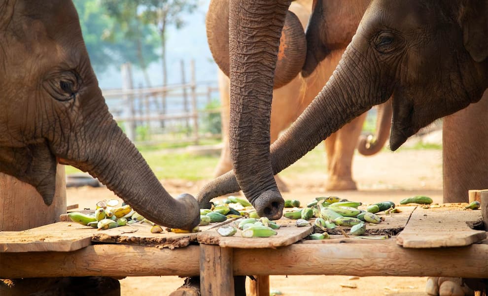 راز حس لامسه فیل‌ها؛ نقش سبیل‌های خرطوم