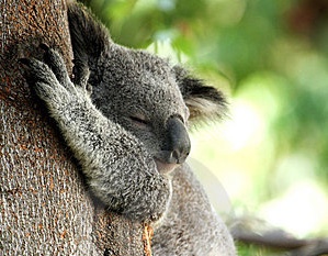 14 6 8 1215koala bear sleeping tree 3733829